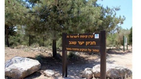 פיתוח יער שגב