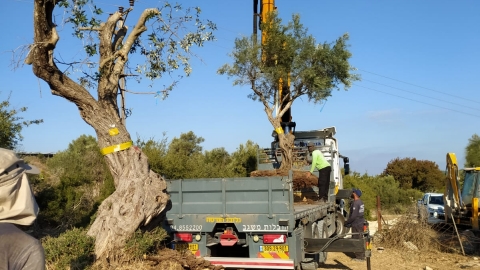 העתקת עצים