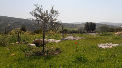 11 בוסתן נוף משותף - לזכרו של עמרי גולדין (1).jpg